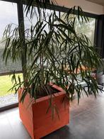 Brede  Ficus Alii 145 cm met houten bak met wieltjes, Ophalen, Ficus, 100 tot 150 cm, Halfschaduw