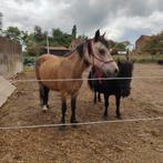 4 Pony's zoeken goede thuis, Dieren en Toebehoren, Merrie