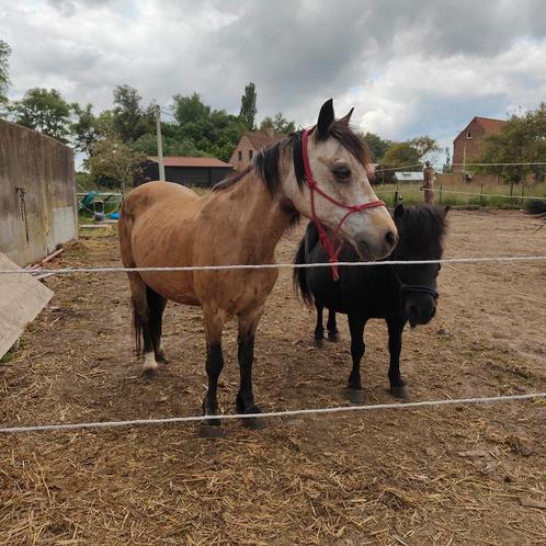 4 Pony's zoeken goede thuis, Dieren en Toebehoren, Pony's, Merrie
