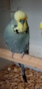 Koppel Engelse grasparkieten, Dieren en Toebehoren, Vogels | Parkieten en Papegaaien