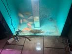 Aquarium à vendre, Animaux & Accessoires, Enlèvement, Utilisé, Autres types
