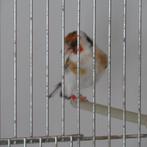 Majoor Putters, Dieren en Toebehoren, Mannelijk, Wildzangvogel, Geringd
