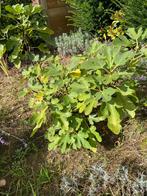Vijgenboom boompje 1meter met al vijgen aan, Tuin en Terras, Planten | Fruitbomen, Ophalen