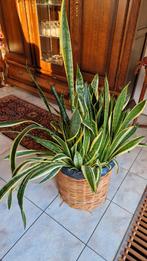 Mooie grote Sansevieria in rieten mand (vrouwentong), Huis en Inrichting, Ophalen, Vetplant, 100 tot 150 cm, Halfschaduw
