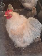 Cochin haan, Dieren en Toebehoren, Pluimvee, Mannelijk, Kip