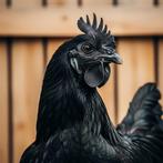 kuikentjes van ayam cemani, Dieren en Toebehoren, Pluimvee, Geslacht onbekend, Kip