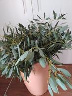 Eucalyptus takken - vers gesnoeid - 5 stuks v 40cm voor 4€, Enlèvement, Neuf