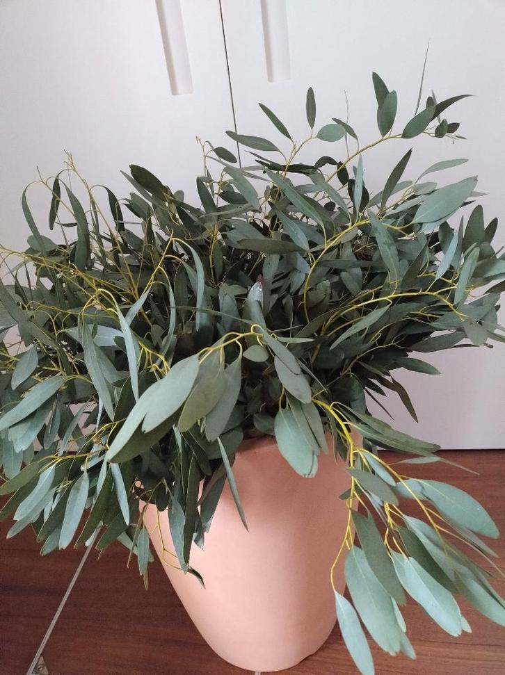 Eucalyptus takken - vers gesnoeid - 5 stuks v 40cm voor 4€, Maison & Meubles, Accessoires pour la Maison | Fleurs séchées, Neuf