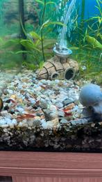 Appelslakken , guppy’s, garnalen + 3 bodemmeerval, Dieren en Toebehoren, Vissen | Aquariumvissen