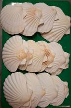 15 Sint-Jacobsschelpen € 8, Ophalen of Verzenden