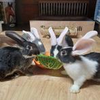 Duitse reus rammetjes 7 weken, Dieren en Toebehoren, Mannelijk, Groot, 0 tot 2 jaar