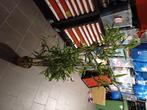 Plante artificielle 150m, Huis en Inrichting, Kamerplanten, Ophalen, 100 tot 150 cm, Overige soorten, In pot