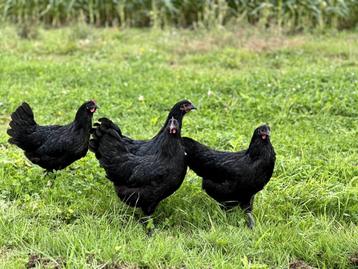 Jonge tamme Australorp kippen zwart gesekst en ingeënt beschikbaar voor biedingen