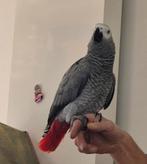 Grijze roodstaart, Dieren en Toebehoren, Vogels | Parkieten en Papegaaien