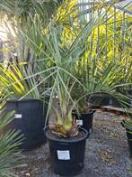 Palmboom Butia Capitata, Jardin & Terrasse, Plantes | Arbres, Enlèvement, Palmier