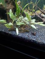 Femelle Ancistrus "Wabenmunster" et deux crevettes, Animaux & Accessoires