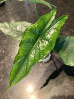 Alocasia Heterophylla, Overige soorten, Minder dan 100 cm, Groene kamerplant, Halfschaduw
