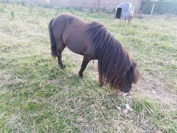 Knappe mini fries hengst  beschikbaar voor biedingen