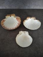 Sint Jacobs schelpen 17 stuks, Huis en Inrichting, Keuken | Servies, Ophalen, Zo goed als nieuw, Overige stijlen, Overige typen