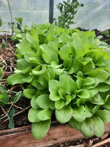 Groentenplantjes beschikbaar voor biedingen