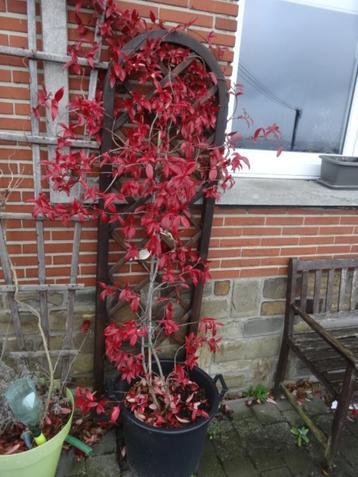 2 beaux Trachelospermums  beschikbaar voor biedingen