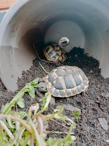 Baby griekse landschildpadjes