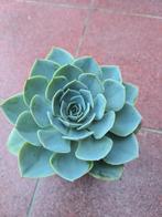 Echeveria elegans vetplant, Plein soleil, Printemps, Enlèvement, Plante fixe