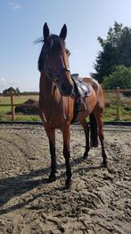 Betrouwbare leermeester zoekt nieuwe thuis, Dieren en Toebehoren, Paarden, Springpaard, Gechipt, Ruin, 170 tot 175 cm