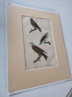 Oude LITHO ROOFVOGELS, Ophalen of Verzenden