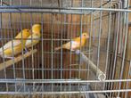 Kanaries, Dieren en Toebehoren
