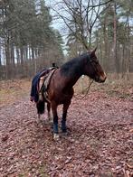 Merrie te koop, Dieren en Toebehoren, Merrie