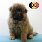 Chow Chow pups te koop (Belgisch), België, CDV (hondenziekte), 8 tot 15 weken, Meerdere