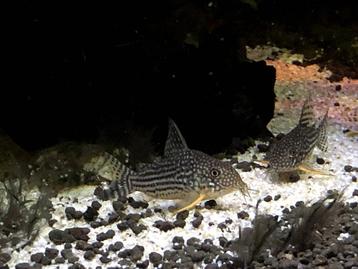 8x Corydoras Sterbai beschikbaar voor biedingen