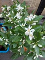 Zeer mooie MANDARIJNEN-BOOMPJES ( op stam) , geënt! 24€/stuk, Ophalen of Verzenden, Vaste plant, Fruitplanten, Volle zon