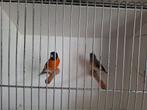 Couple tarin rouge de Venezuela, Dieren en Toebehoren, Mannelijk