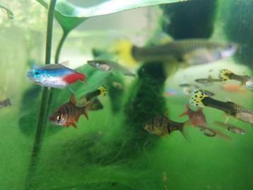 Vends lot (guppies, barbus, néons, platy, loches)