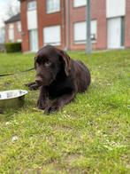 Labrador retriever bruin, Animaux & Accessoires, Chiens | Retrievers, Épagneuls & Chiens d'eau, Particulier, Un chien, Belgique