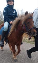 Kinder pony, shetlander,  shetland pony, Dieren en Toebehoren, Merrie, Gechipt, Zadelmak, A pony (tot 1.17m)