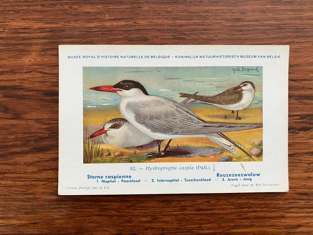 Vogels der Belgische Fauna Nr. 82 Reuzezeezwaluw, Collections, Cartes postales | Animaux, Enlèvement ou Envoi, 1940 à 1960, Non affranchie