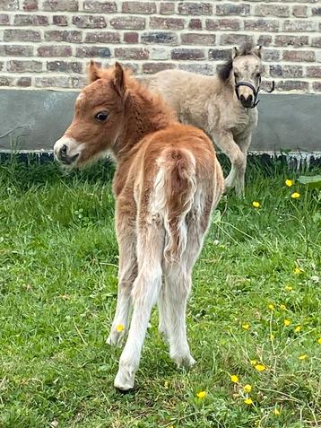 Miniatuurpaard hengstveulen beschikbaar voor biedingen