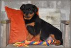 Heel mooie forse Rottweiler pup, Dieren en Toebehoren, Parvo, België, Reu, 8 tot 15 weken