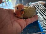Agaporis DwergPapegaai handtam, Dieren en Toebehoren, Vogels | Parkieten en Papegaaien