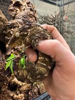 0.1 Rhacodactylus leachianus Koghis Tröger line X Nu Ami, Dieren en Toebehoren, Reptielen en Amfibieën, Hagedis, Met terrarium