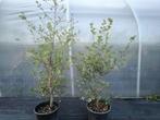 Kurkeik Quercus suber, Overige soorten, Lente, 100 tot 250 cm, Ophalen