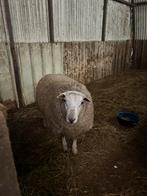 9 stuks zware rammen schapen, Mâle, Mouton