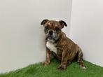 Engelse Bulldog pups, Dieren en Toebehoren, Honden | Bulldogs, Pinschers en Molossers, België, 8 tot 15 weken, CDV (hondenziekte)