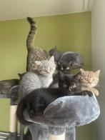 Britse korthaar kittens, Animaux & Accessoires, Accessoires pour chats, Enlèvement ou Envoi