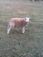 schaap (dekram), Dieren en Toebehoren, Schapen, Geiten en Varkens, Mannelijk, Schaap, 0 tot 2 jaar