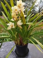 cymbidium orchidee 2 stuks, Huis en Inrichting, Ophalen