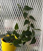 Epipremnum plantje, Huis en Inrichting, Kamerplanten, Ophalen of Verzenden